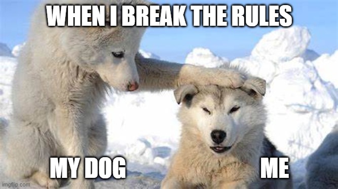 Breaking The Rules | WHEN I BREAK THE RULES; MY DOG                              ME | image tagged in funny | made w/ Imgflip meme maker