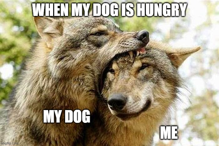 When my Dog is Hungry | WHEN MY DOG IS HUNGRY; MY DOG                                                                           ME | image tagged in funny | made w/ Imgflip meme maker