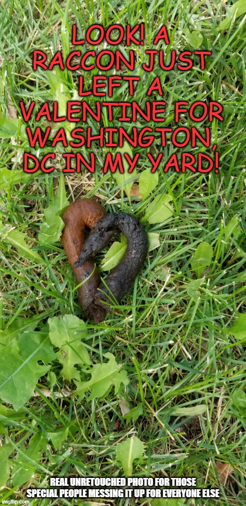 A special non-partisan Valentine... | LOOK! A RACCON JUST LEFT A VALENTINE FOR WASHINGTON, DC IN MY YARD! REAL UNRETOUCHED PHOTO FOR THOSE SPECIAL PEOPLE MESSING IT UP FOR EVERYONE ELSE | image tagged in animal valentine | made w/ Imgflip meme maker