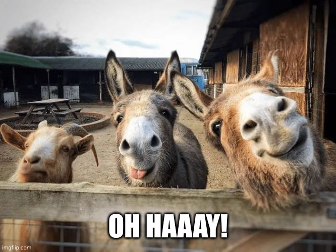 Oh Hay! | OH HAAAY! | image tagged in hoặc,hey,horse,hello | made w/ Imgflip meme maker