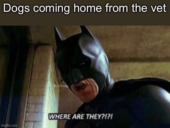 Batman Where Are They 12345 | Dogs coming home from the vet | image tagged in batman where are they 12345 | made w/ Imgflip meme maker