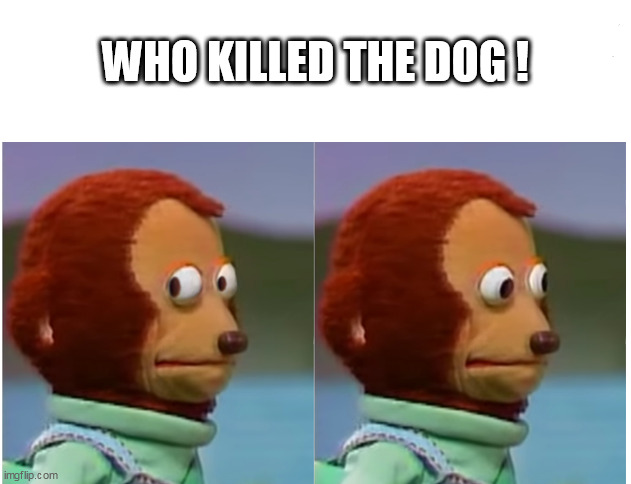 Monkey puppet looking away good quality | WHO KILLED THE DOG ! | image tagged in monkey puppet looking away good quality | made w/ Imgflip meme maker