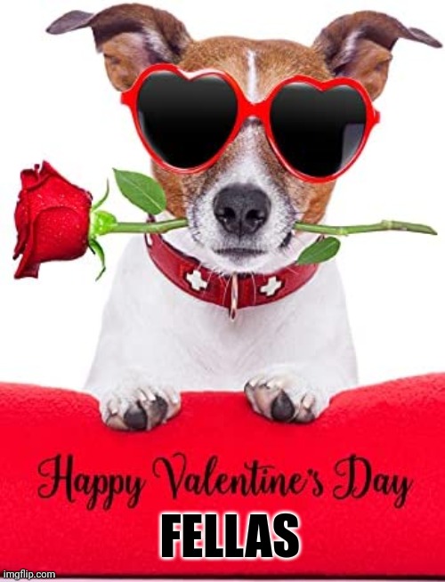 Happy Valentines Day Fellas | FELLAS | image tagged in valentines day,dog | made w/ Imgflip meme maker