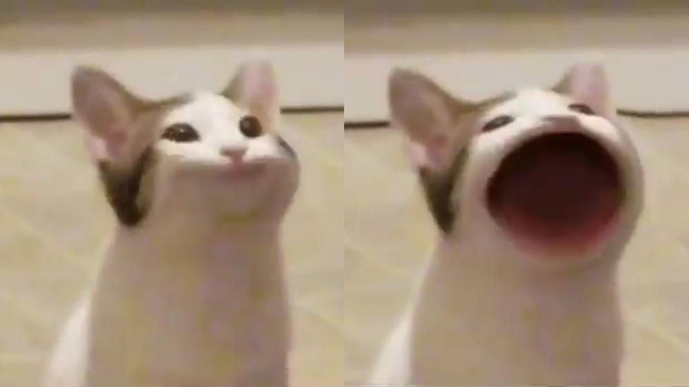 cat opening mouth Blank Meme Template