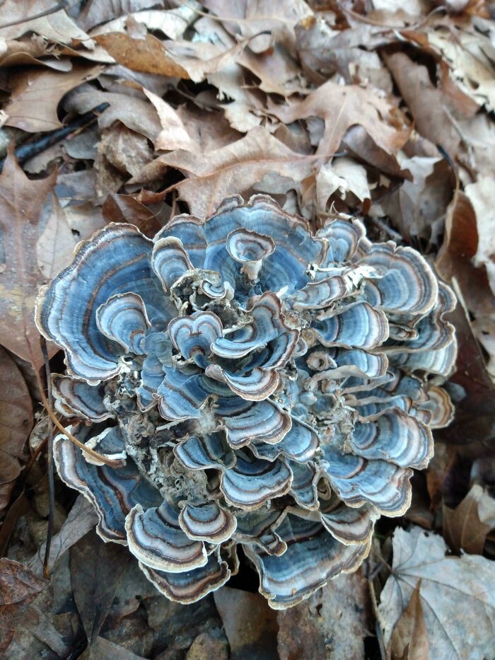 A Turkey Tail Mushroom | image tagged in awesome,pics,photography | made w/ Imgflip meme maker