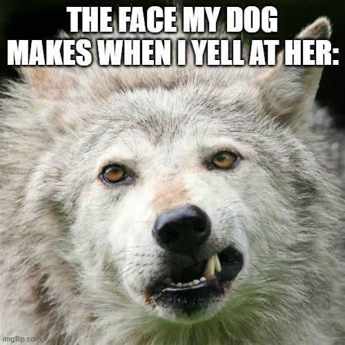 unamused doggy | THE FACE MY DOG MAKES WHEN I YELL AT HER: | image tagged in funny | made w/ Imgflip meme maker