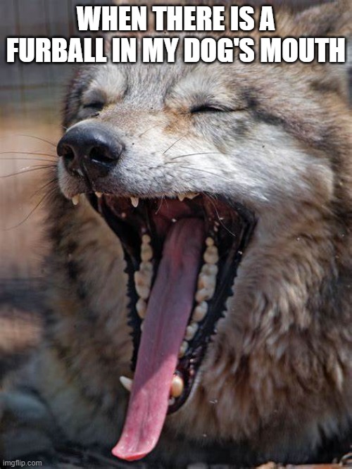 Furball in my dog's mouth | WHEN THERE IS A FURBALL IN MY DOG'S MOUTH | image tagged in funny dogs | made w/ Imgflip meme maker
