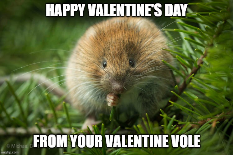 Valentine Vole | HAPPY VALENTINE'S DAY; FROM YOUR VALENTINE VOLE | image tagged in valentine's day,vole | made w/ Imgflip meme maker