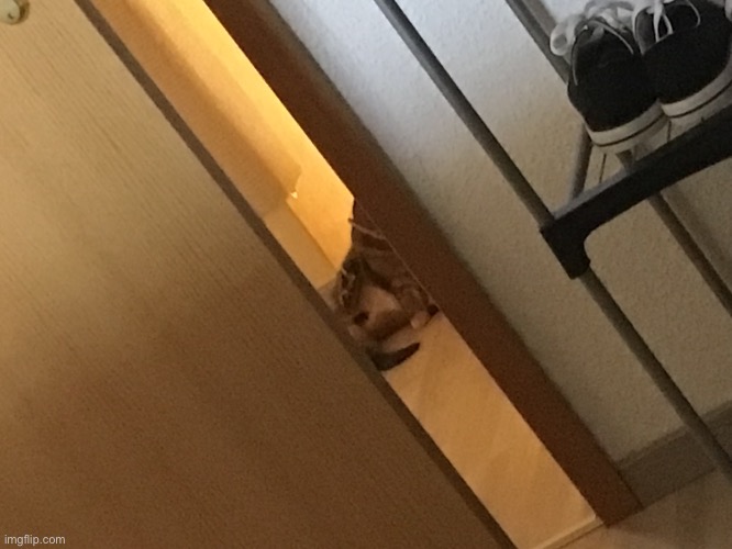 W h y. D o. I. S e e. B u t t h o l e | image tagged in cats | made w/ Imgflip meme maker