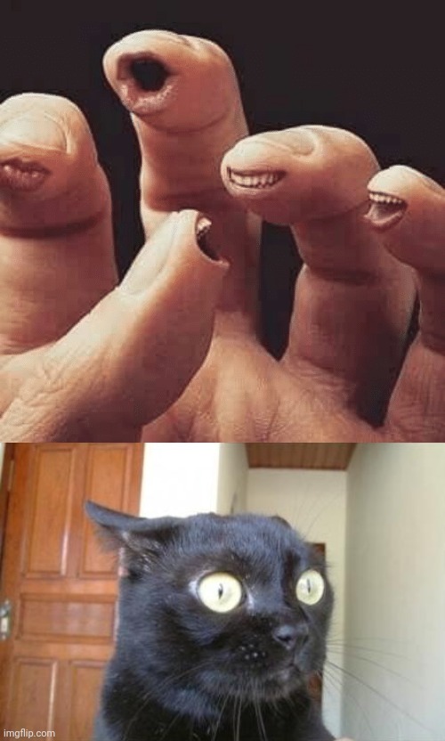Cursed hand | image tagged in cannot be unseen cat,fingers,hand,cursed image,memes,unsee | made w/ Imgflip meme maker