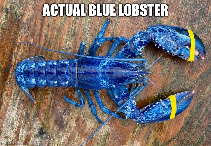 ACTUAL BLUE LOBSTER | made w/ Imgflip meme maker