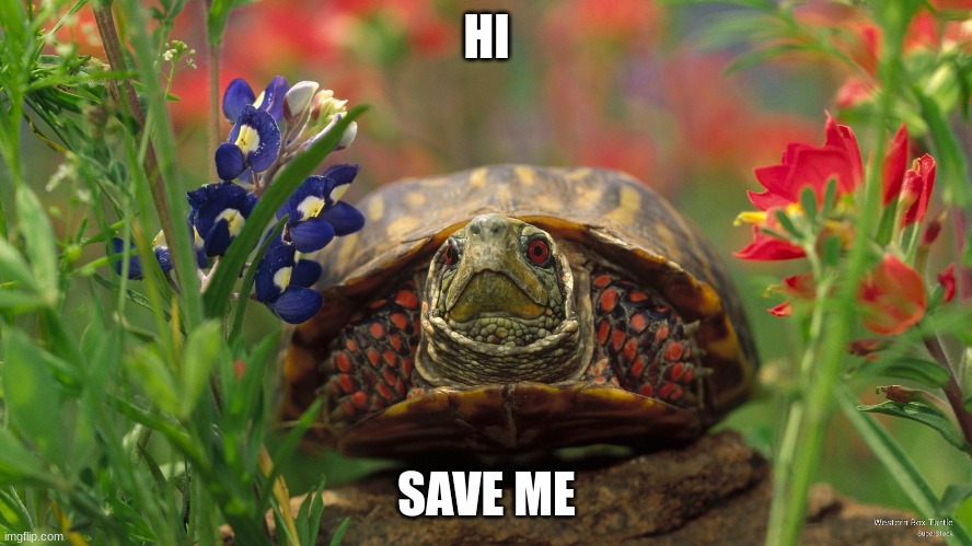 endangered animals | HI; SAVE ME | image tagged in save me | made w/ Imgflip meme maker