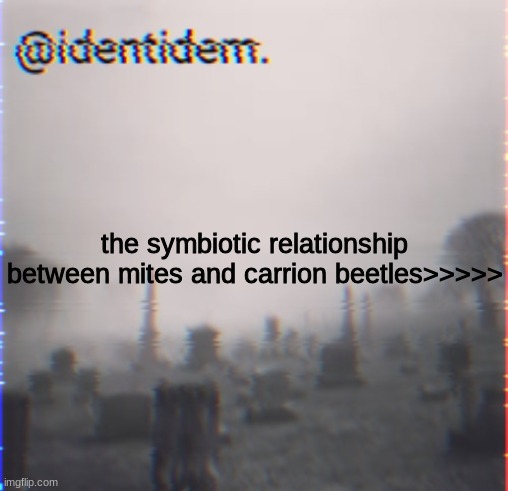 kj | the symbiotic relationship between mites and carrion beetles>>>>> | made w/ Imgflip meme maker