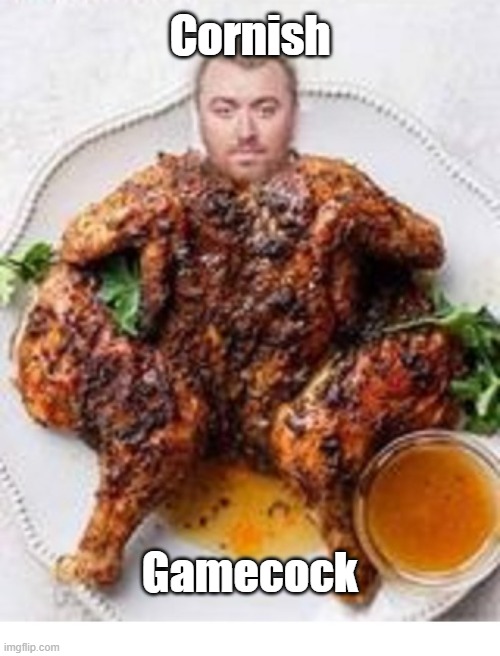 Cornish Gamecock | Cornish; Gamecock | image tagged in stupid,outfits | made w/ Imgflip meme maker