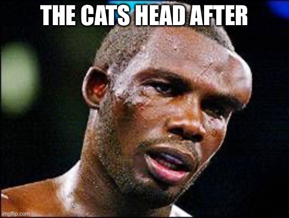 Head bump | THE CATS HEAD AFTER | image tagged in head bump | made w/ Imgflip meme maker