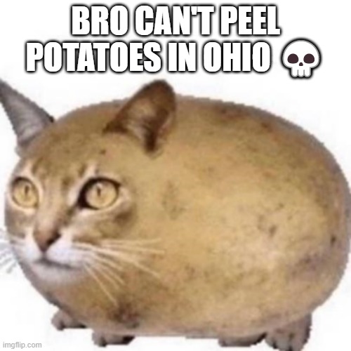 Catato | BRO CAN'T PEEL POTATOES IN OHIO 💀 | image tagged in catato | made w/ Imgflip meme maker
