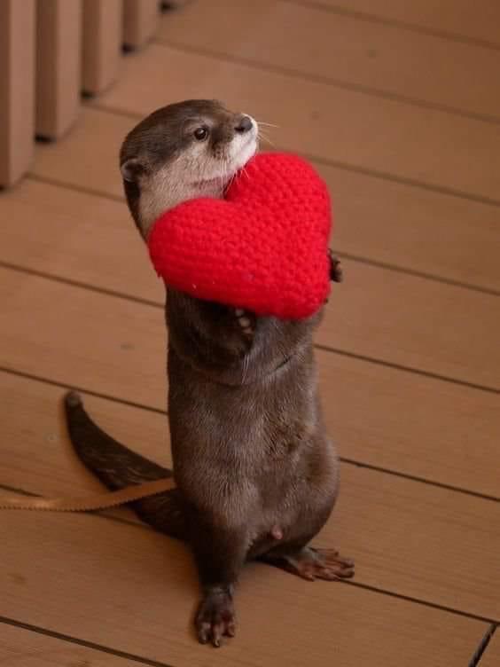 Otter Valentine Blank Meme Template