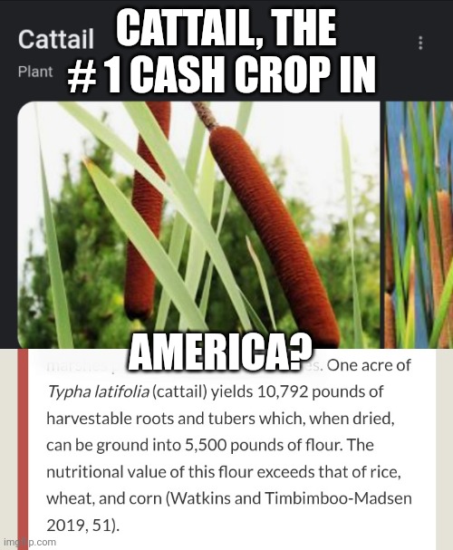 #1 cash crop in America | CATTAIL, THE # 1 CASH CROP IN; AMERICA? | image tagged in united states,cash crop,domestic product,economy,production,healthy | made w/ Imgflip meme maker