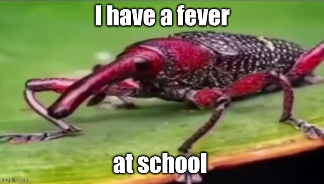 i can't go home because my mom ghosted the school and me | I have a fever; at school | image tagged in weevil | made w/ Imgflip meme maker