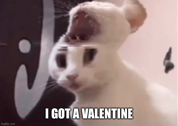 Shocked cat | I GOT A VALENTINE | image tagged in shocked cat | made w/ Imgflip meme maker