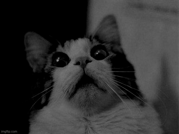 Scared Cat Meme | image tagged in memes,scared cat | made w/ Imgflip meme maker