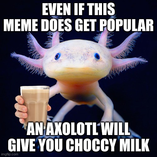 axolotl babeh | EVEN IF THIS MEME DOES GET POPULAR; AN AXOLOTL WILL GIVE YOU CHOCCY MILK | image tagged in axolotl | made w/ Imgflip meme maker