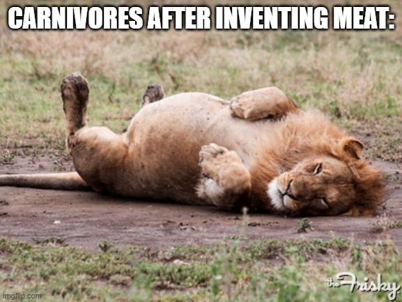 Fat Lion | CARNIVORES AFTER INVENTING MEAT: | image tagged in fat lion | made w/ Imgflip meme maker