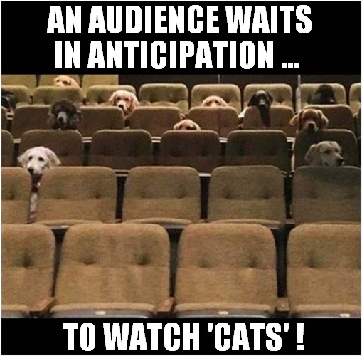 They Are Actually Guide Dogs in Training ! | AN AUDIENCE WAITS IN ANTICIPATION ... TO WATCH 'CATS' ! | image tagged in dogs,guide dogs,theatre,training,musical,cats | made w/ Imgflip meme maker