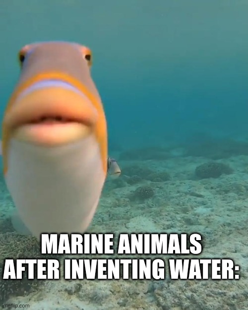 staring fish | MARINE ANIMALS AFTER INVENTING WATER: | image tagged in staring fish | made w/ Imgflip meme maker