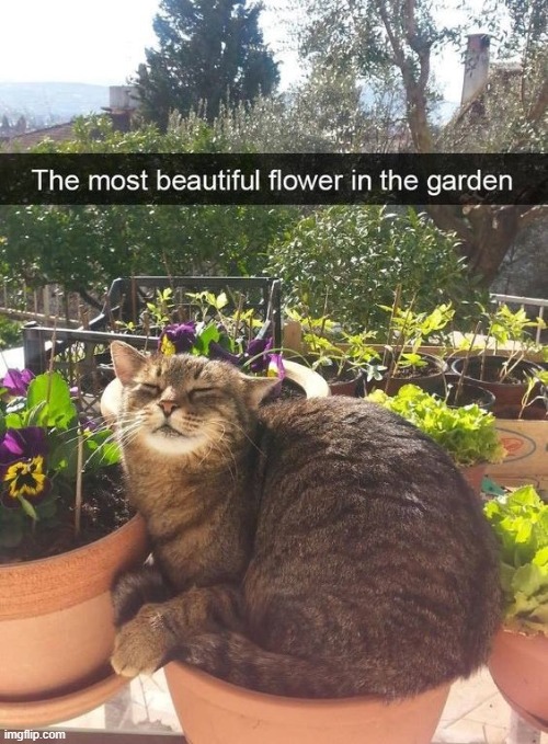 Super nice | image tagged in wholesome,cats,memes,cute,wholesome content,garden | made w/ Imgflip meme maker