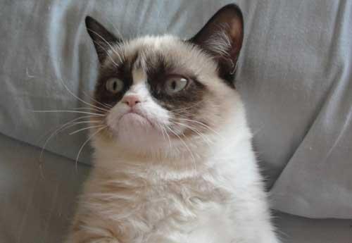 High Quality Grumpy Cat Buccaneers Uniforms Blank Meme Template