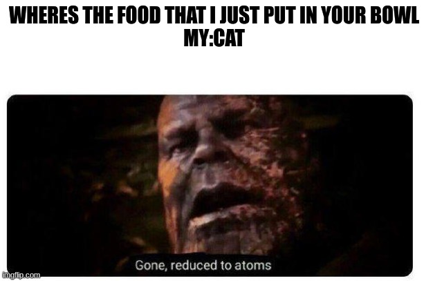 they act like they never ate | WHERES THE FOOD THAT I JUST PUT IN YOUR BOWL
MY:CAT | image tagged in gone reduced to atoms | made w/ Imgflip meme maker