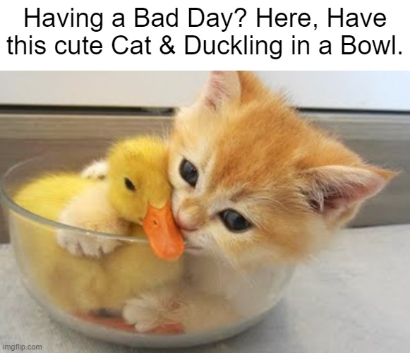 This is for you | Having a Bad Day? Here, Have this cute Cat & Duckling in a Bowl. | image tagged in ducks,cats,cute,memes,wholesome,aww | made w/ Imgflip meme maker