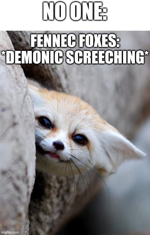 Fennecs, they're adorable, but might be part demon. | NO ONE:; FENNEC FOXES: *DEMONIC SCREECHING* | image tagged in hey there,foxes,memes,funny,fennecs,cute | made w/ Imgflip meme maker
