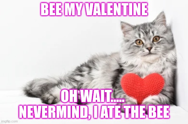 Funny Cat Valentine |  BEE MY VALENTINE; OH WAIT..... 
NEVERMIND, I ATE THE BEE | image tagged in cats,valentine's day,funny memes,cute cat | made w/ Imgflip meme maker