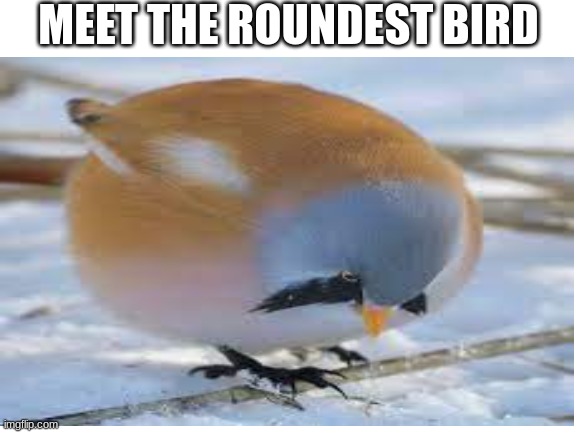MEET THE ROUNDEST BIRD | made w/ Imgflip meme maker
