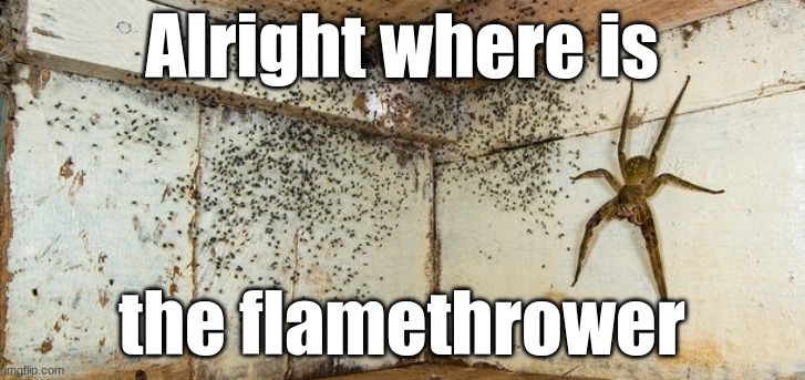 I'm out | Alright where is; the flamethrower | image tagged in spider | made w/ Imgflip meme maker