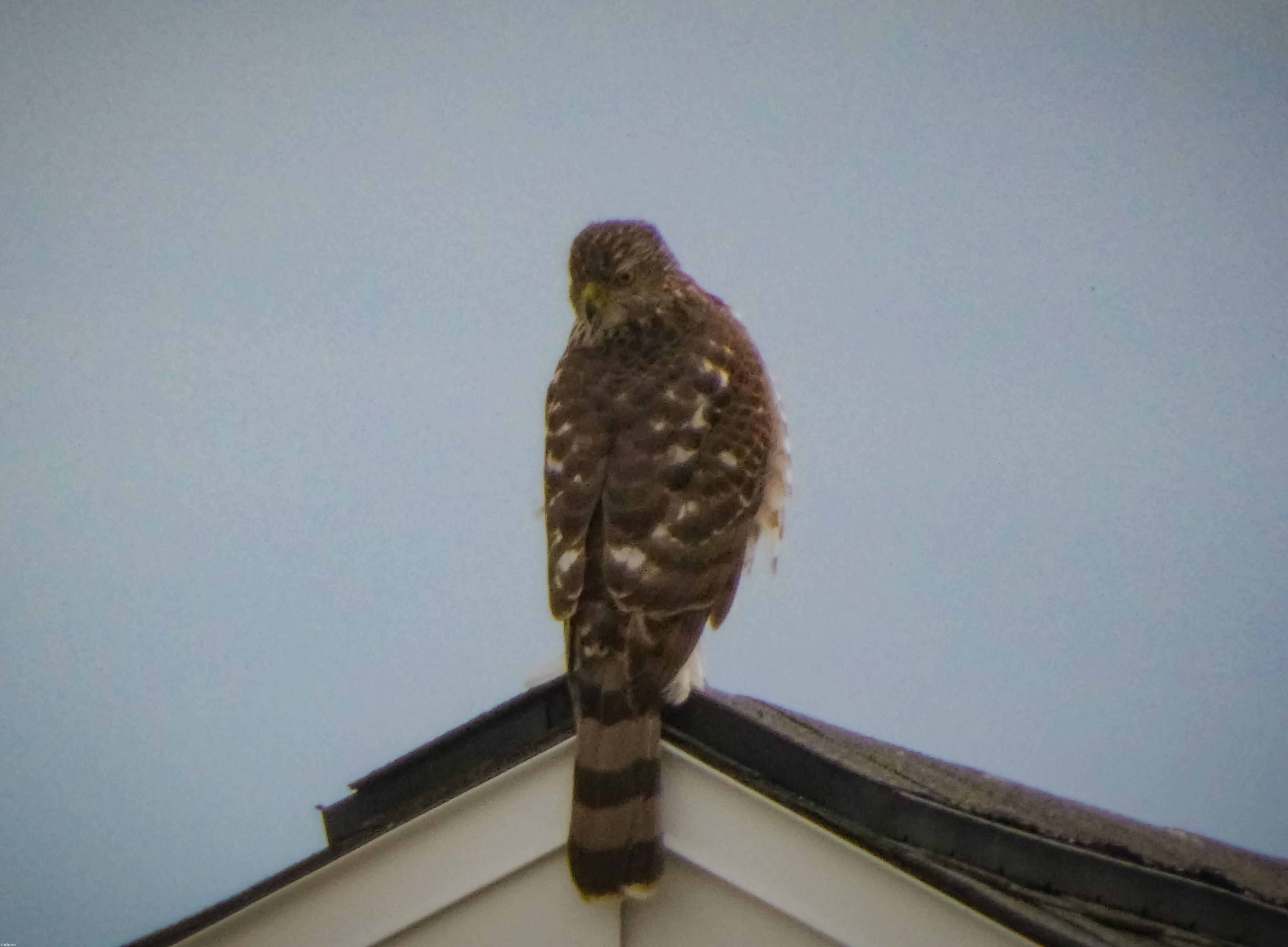 A picture of a Cooper’s Hawk from a couple days ago (sorry for the grain) | image tagged in share your own photos | made w/ Imgflip meme maker