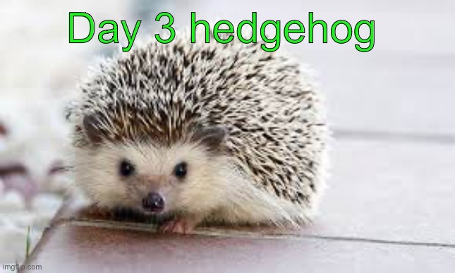 Day 3 hedgehog | image tagged in 30 days of animals | made w/ Imgflip meme maker