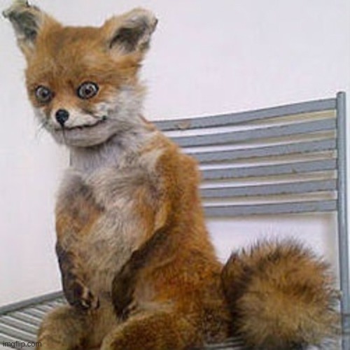 dead fox | image tagged in dead fox | made w/ Imgflip meme maker