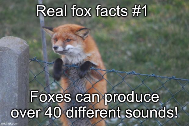 Posting real fox facts to ease msmg pt 1 | Real fox facts #1; Foxes can produce over 40 different sounds! | image tagged in fox wanna buy | made w/ Imgflip meme maker