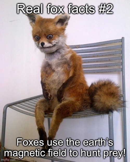 Real fox facts pt 2 | Real fox facts #2; Foxes use the earth’s magnetic field to hunt prey! | image tagged in stoned fox,this one isnt fake you can google it | made w/ Imgflip meme maker
