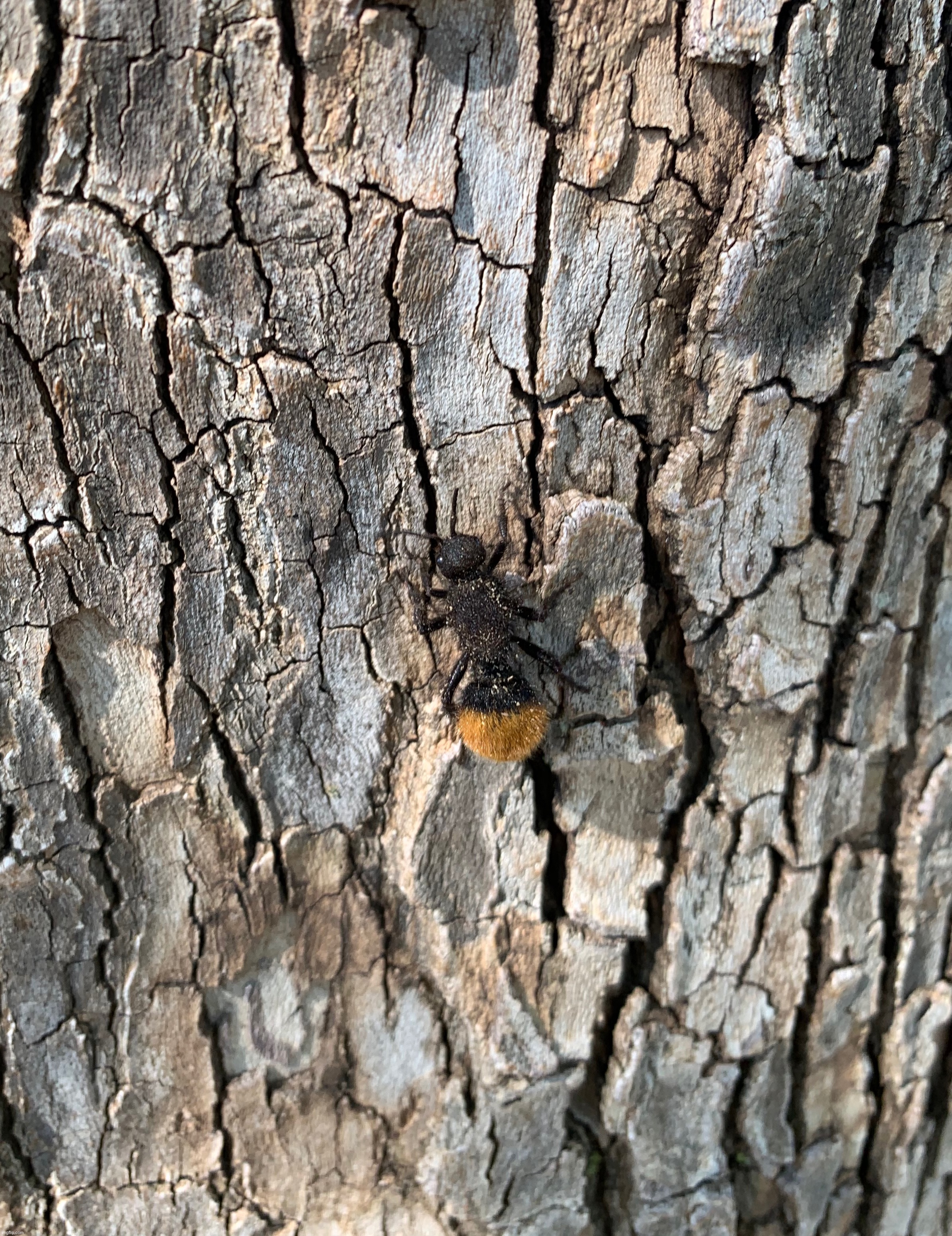 Velvet ant | made w/ Imgflip meme maker