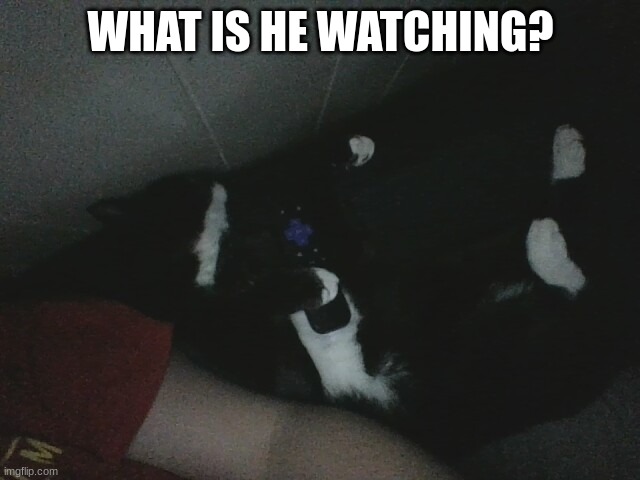 car | WHAT IS HE WATCHING? | image tagged in funny,cats | made w/ Imgflip meme maker