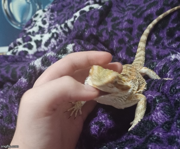 He is angy that he got a bath | image tagged in lizard,bearded dragon,angy | made w/ Imgflip meme maker