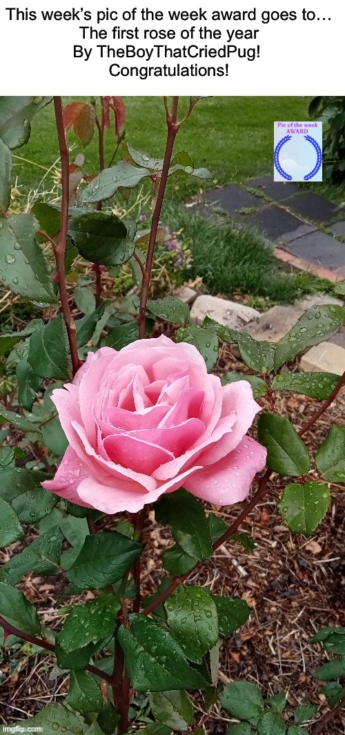 The first rose of the year by @TheBoyThatCriedPug https://imgflip.com/i/7axrcr | This week’s pic of the week award goes to…
The first rose of the year
By TheBoyThatCriedPug! 
Congratulations! | image tagged in share your own photos | made w/ Imgflip meme maker