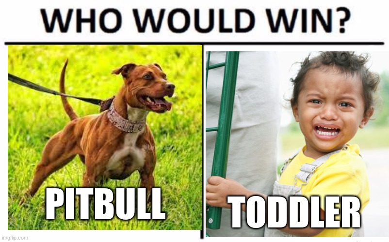 Who | PITBULL; TODDLER | image tagged in memes,funny,funny dogs,toddler,pitbull | made w/ Imgflip meme maker