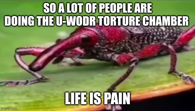 weevil | SO A LOT OF PEOPLE ARE DOING THE U-WODR TORTURE CHAMBER; LIFE IS PAIN | image tagged in weevil | made w/ Imgflip meme maker