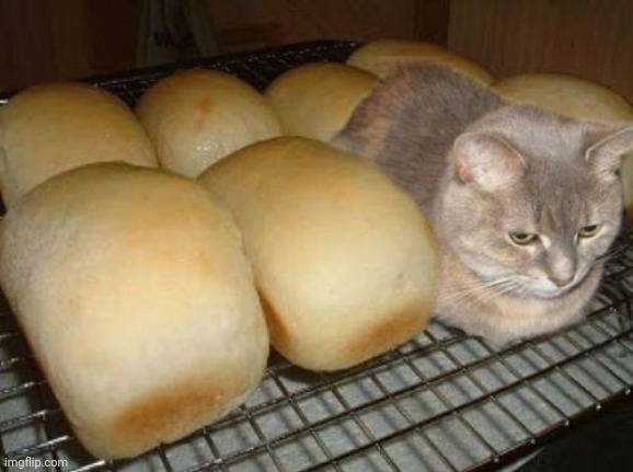 cat loaf | image tagged in cat loaf | made w/ Imgflip meme maker