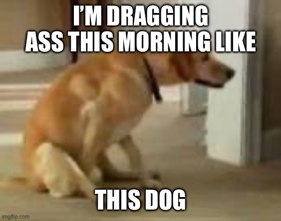 Dog dragging tired | I’M DRAGGING ASS THIS MORNING LIKE; THIS DOG | image tagged in funny memes,bad pun dog,dogs,tired | made w/ Imgflip meme maker